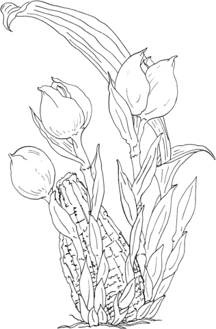 Anguloa Ruckeri or Tulip Orchid Coloring Page