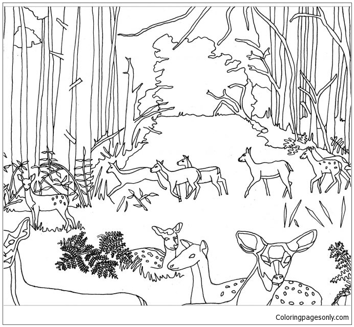 Animals Living In The Forest Coloring Page