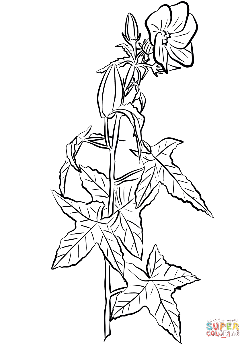 Annual Hibiscus (Abelmoschus Moschatus) Coloring Pages