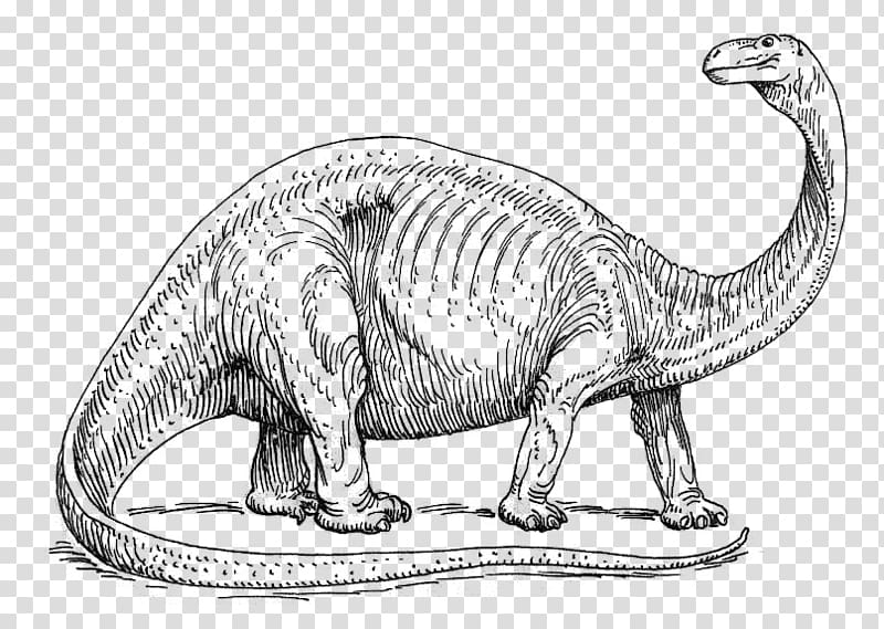 Enfant apatosaure d'Apatosaurus