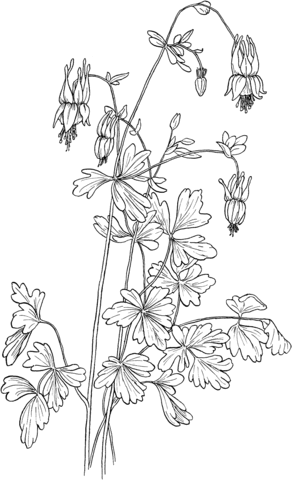 Aquilegia Canadensis Eastern Red Columbine Coloring Pages