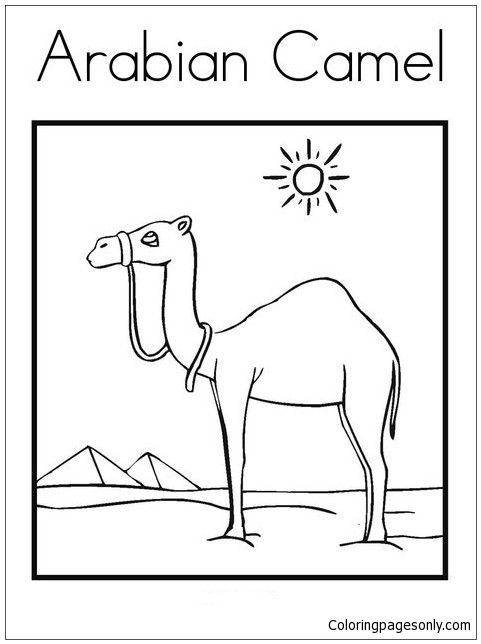 Camello árabe de los desiertos