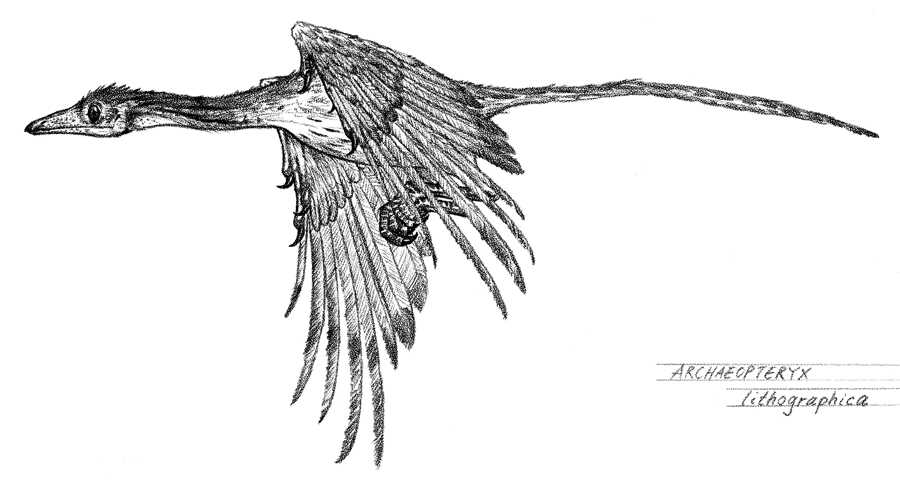 desenho de dinossauro Archaeopteryx voa no céu para colorir
