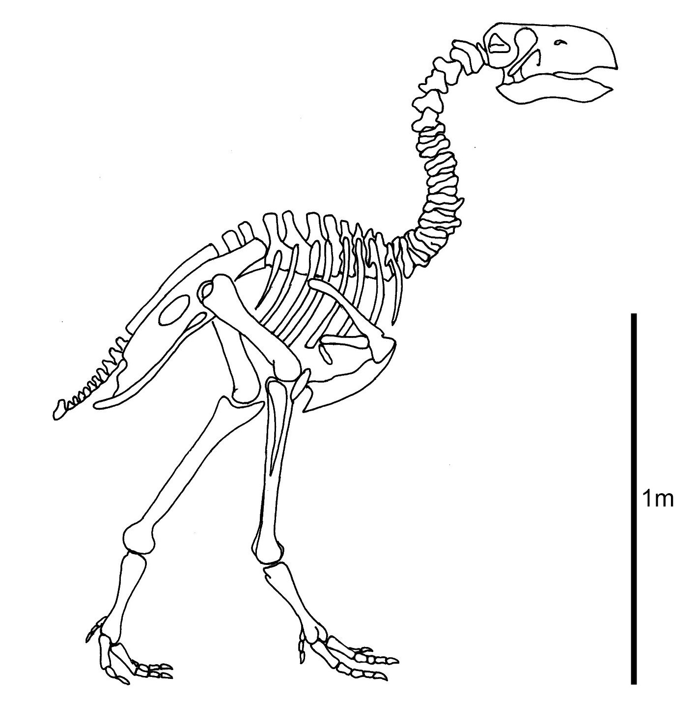始祖鸟的恐龙骨架