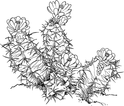 Ariocarpus fissuratus of levende rotscactus kleurplaat