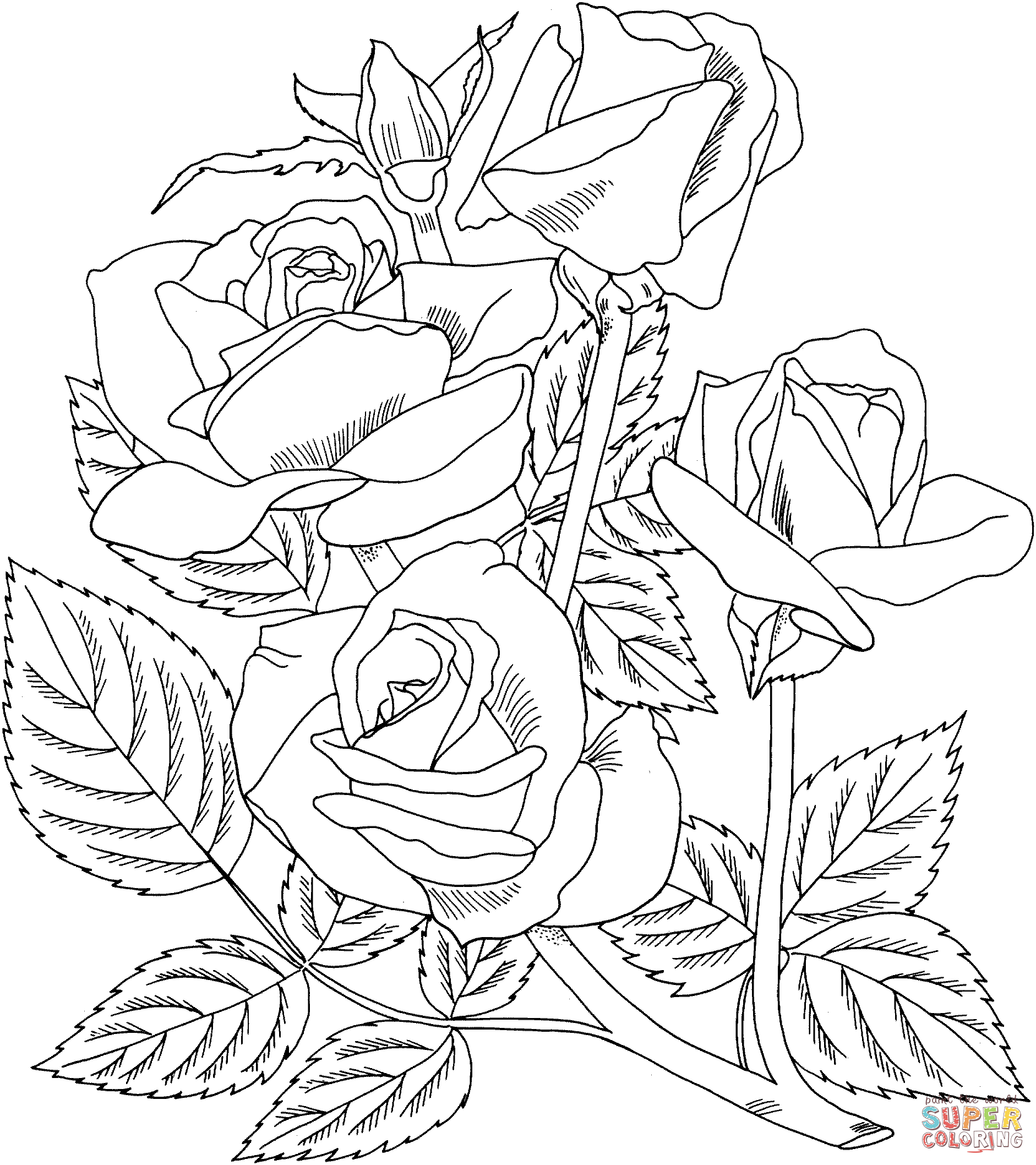 Arizona Grandiflora Rose Coloring Pages   Roses Coloring Pages ...