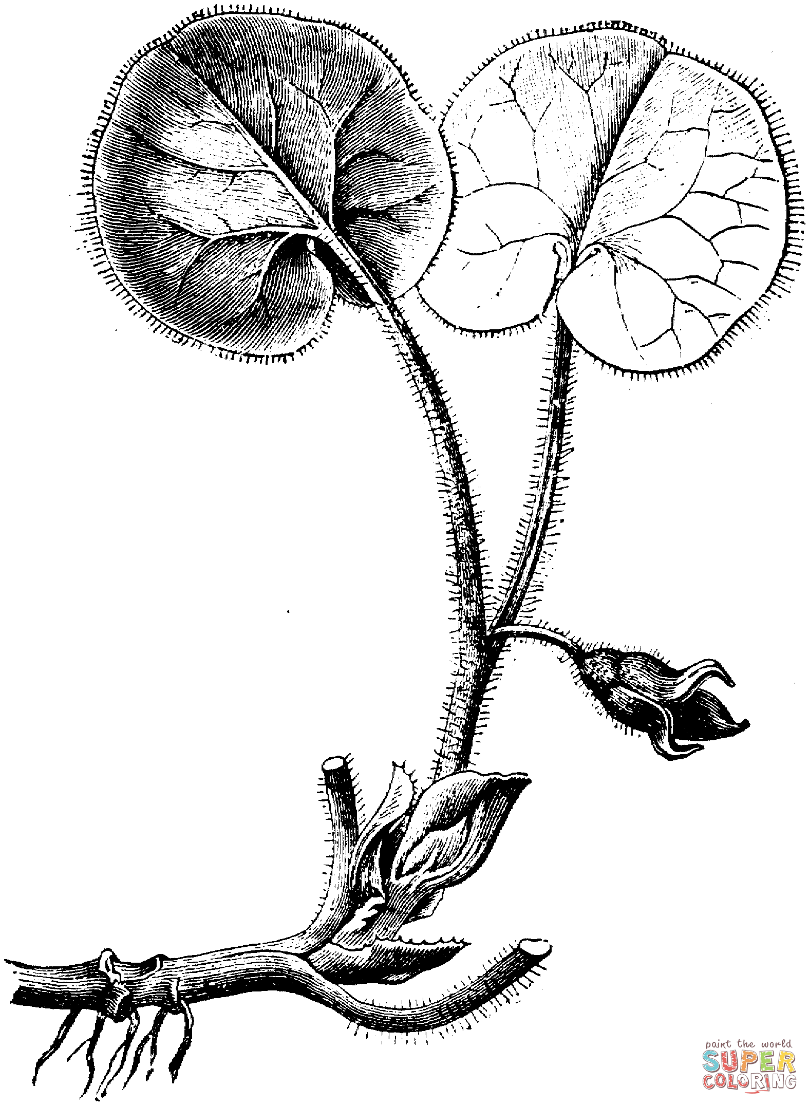Asarum Europaeum Or European Wild Ginger Coloring Pages
