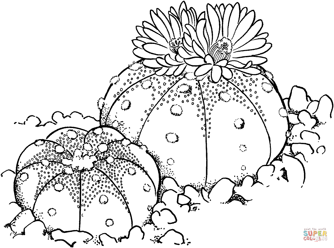 Astrophytum asterias ou cacto dólar de areia de cacto
