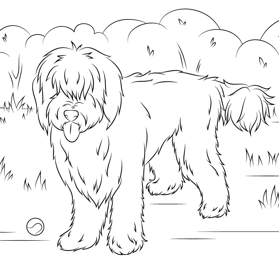 Australian Labradoodles Coloring Pages
