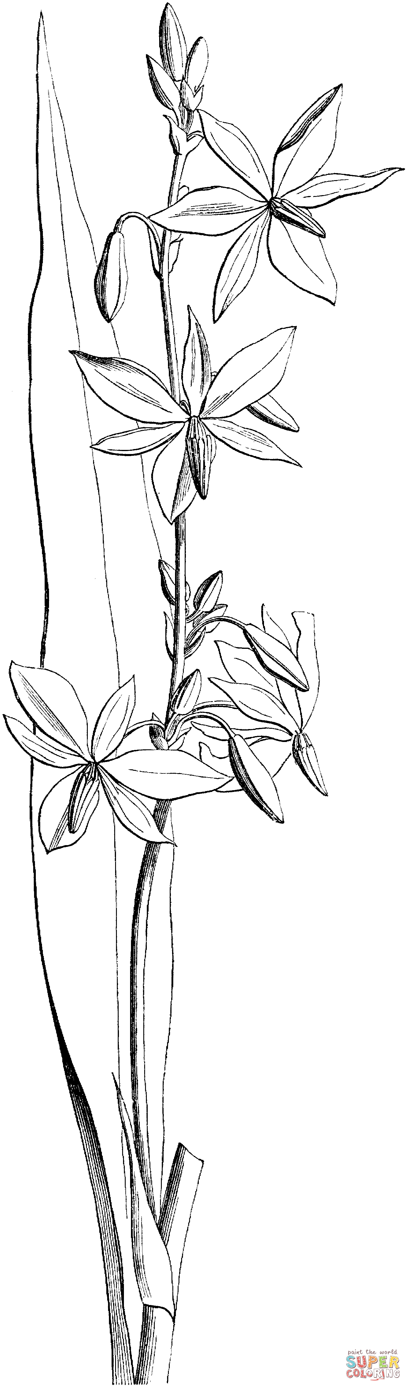 Orquídea victoriana australiana de Orchid