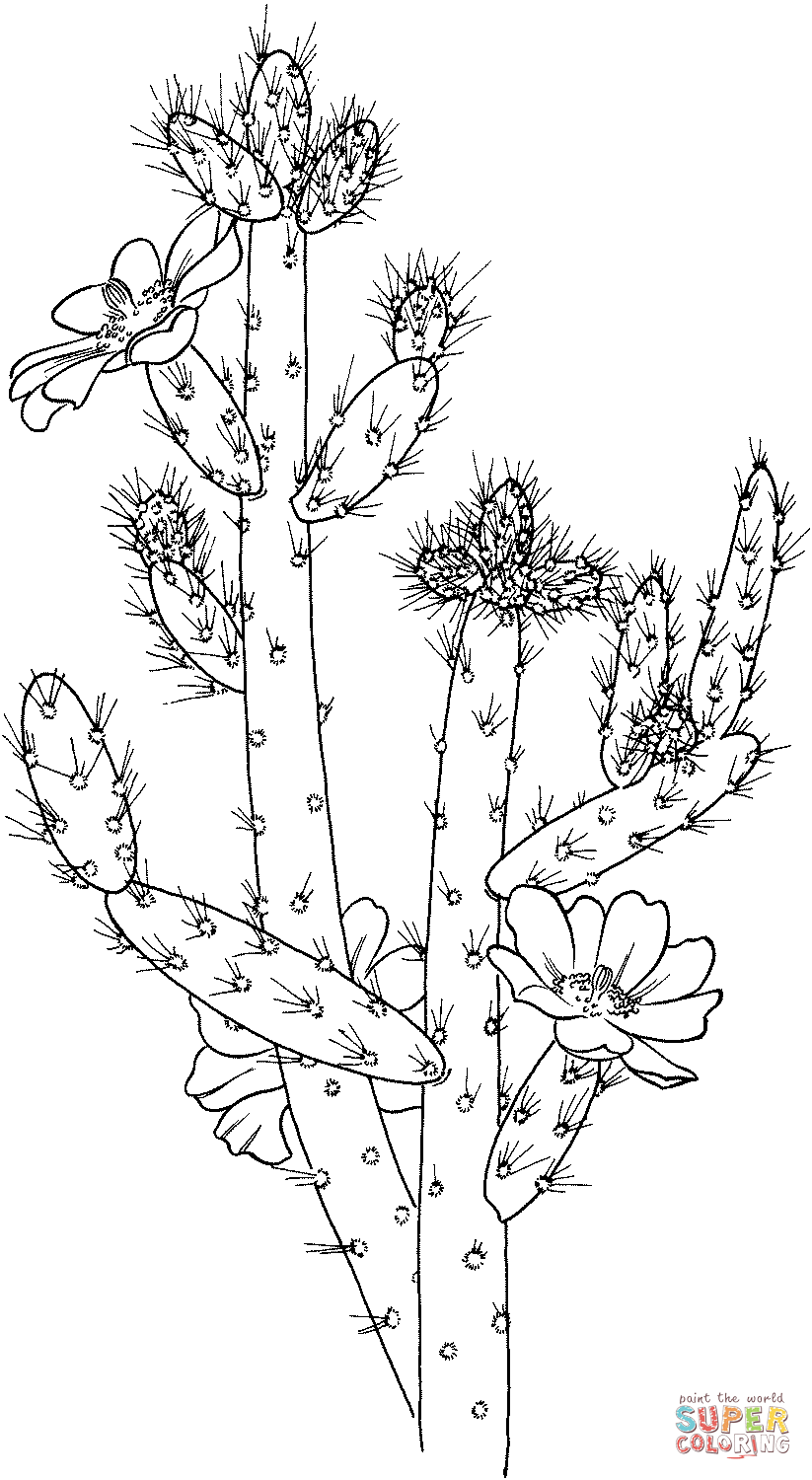 Cacto Austrocylindropuntia Salmiana de Cacto