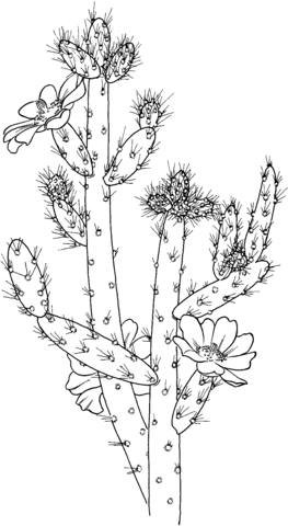 Austrocylindropuntia Salmiana Cactus Coloring Page