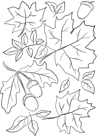 Autumn Leaves and Acorns Coloring Pages