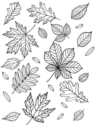 Herfstbladeren Kleurplaat