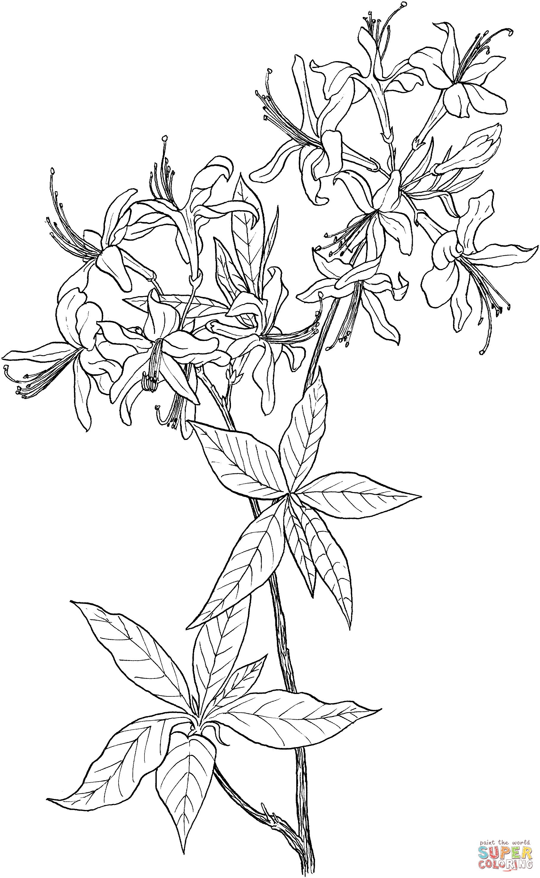 Azalea Rhododendron Wildflower Coloring Pages