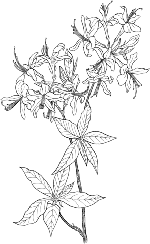 Azalea Rhododendron Wildflower Coloring Pages