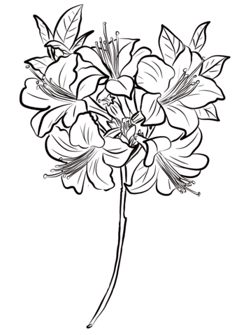 Azalea Coloring Pages