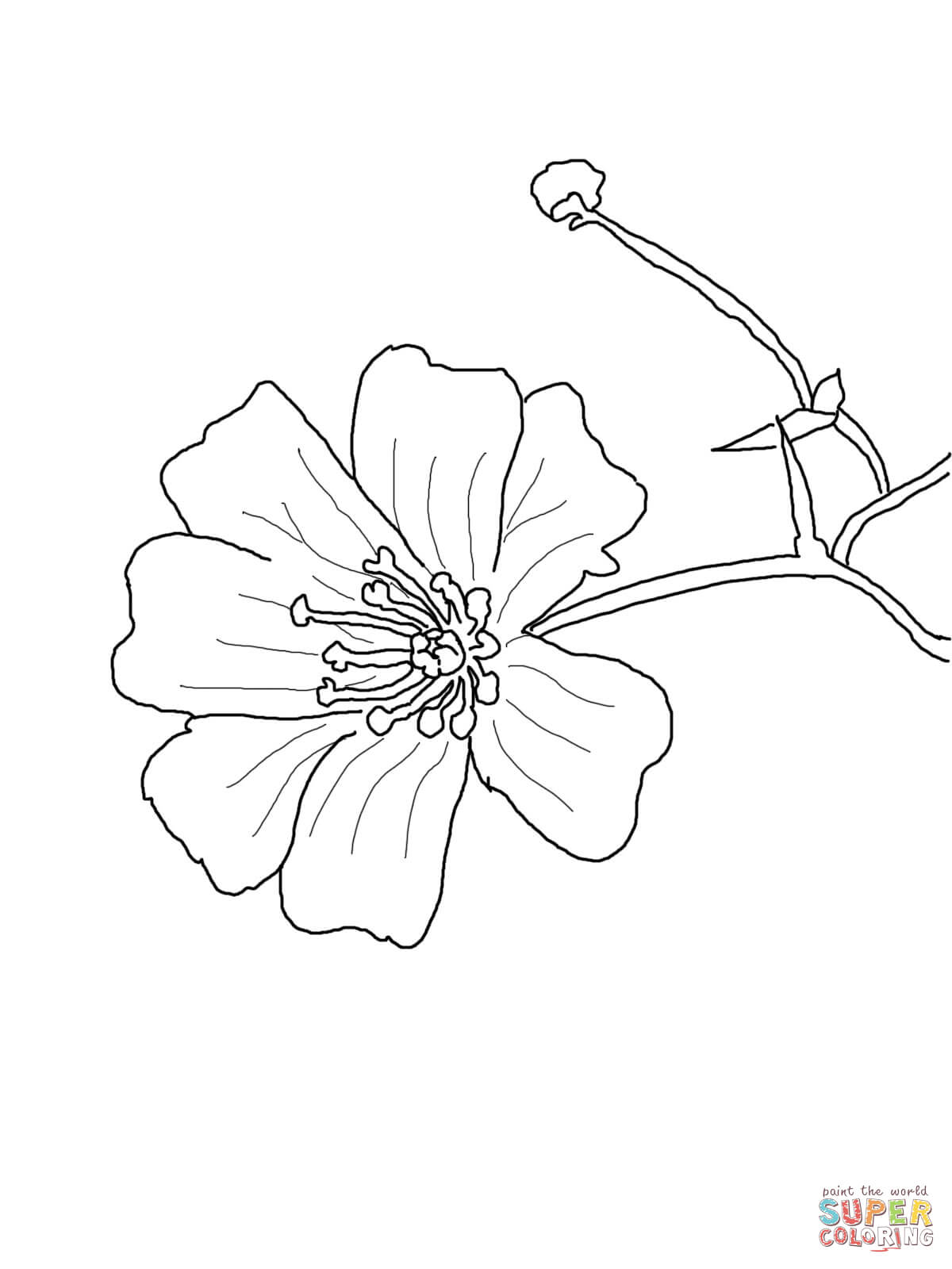 Baby’s Breath Flower Coloring Page