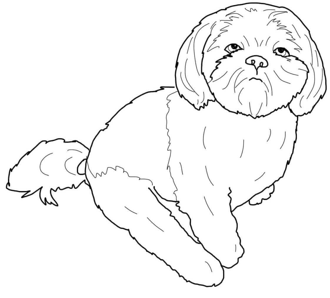 Baby Shih-tzu Coloring Pages