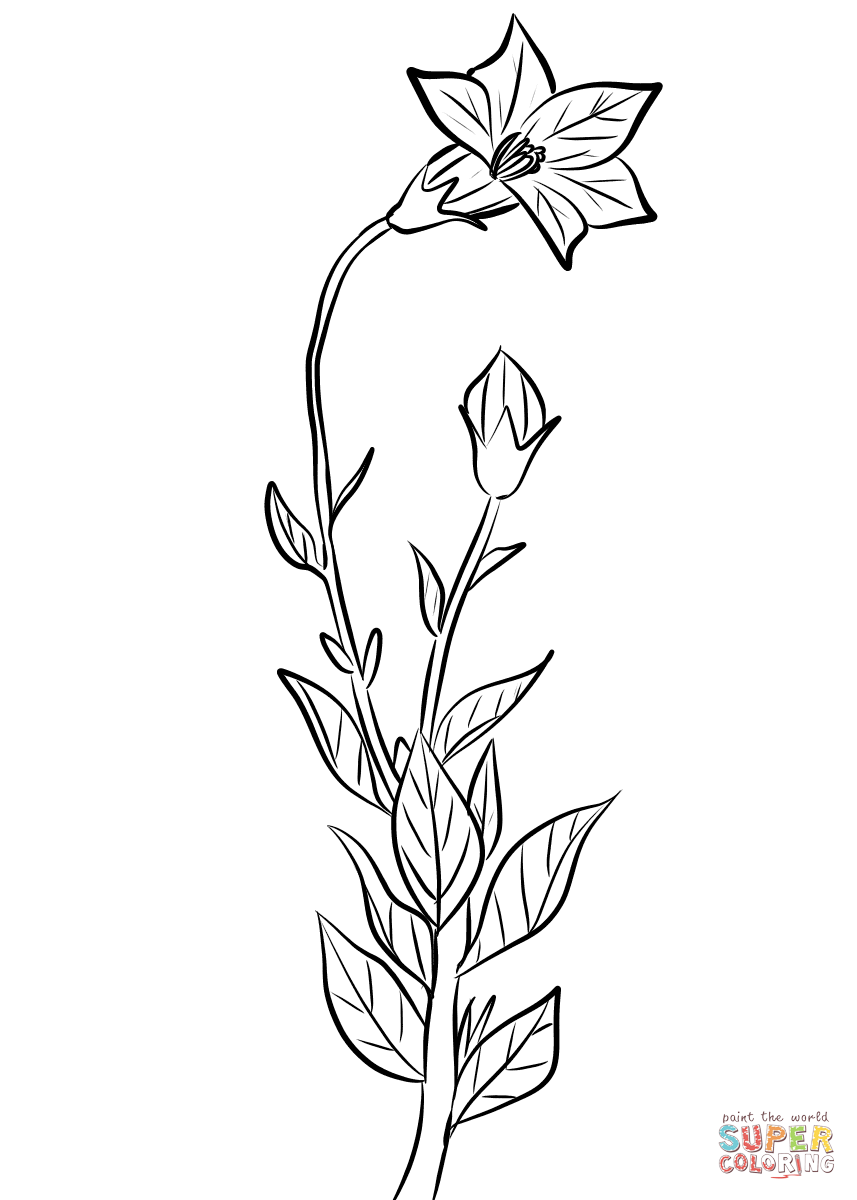 زهرة البالون (Platycodon Grandiflorus) من زهرة الجرس