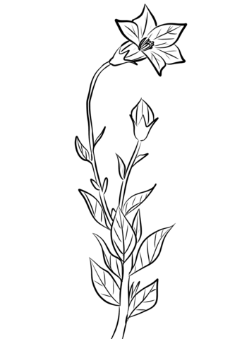 Balloon Flower (Platycodon Grandiflorus) Coloring Pages
