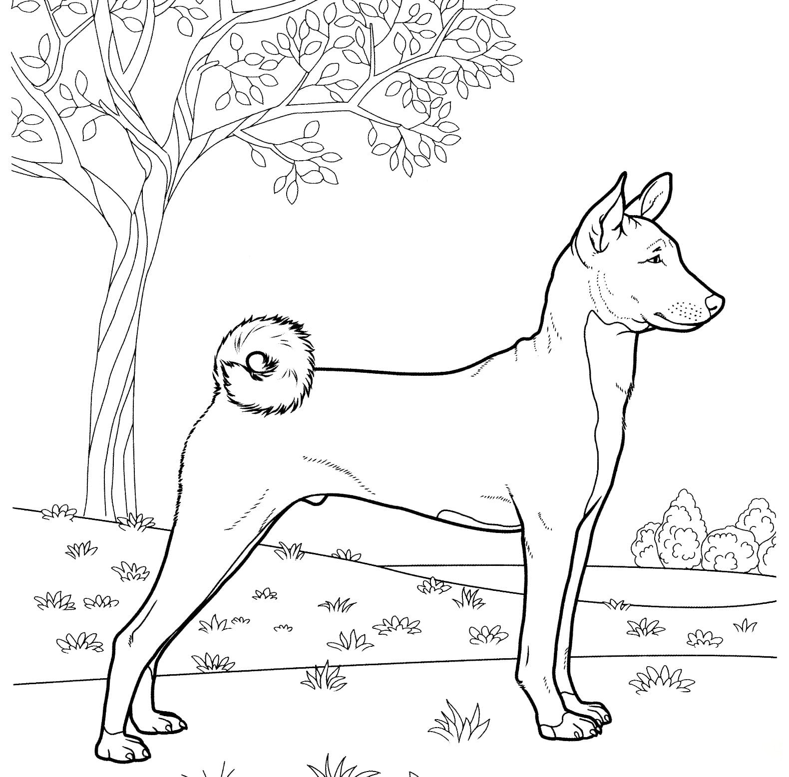 Basenji Coloring Pages