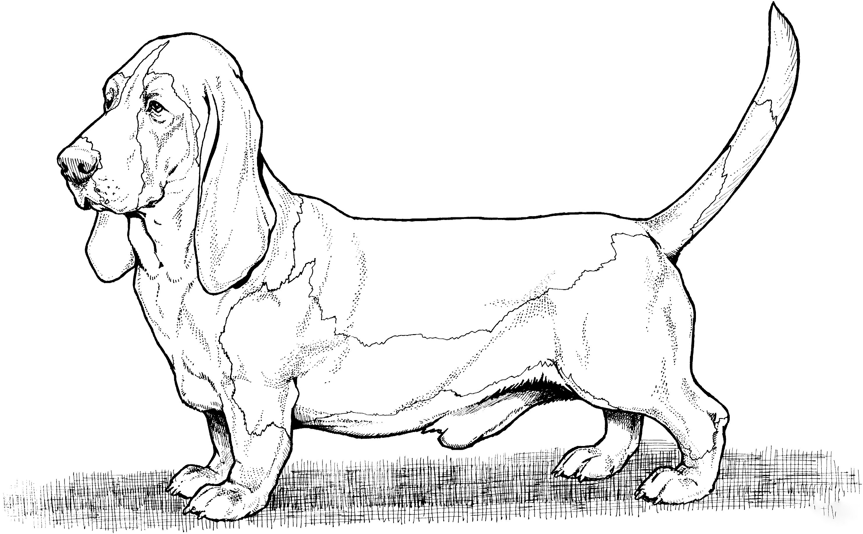 Basset Hound  2 Coloring Pages