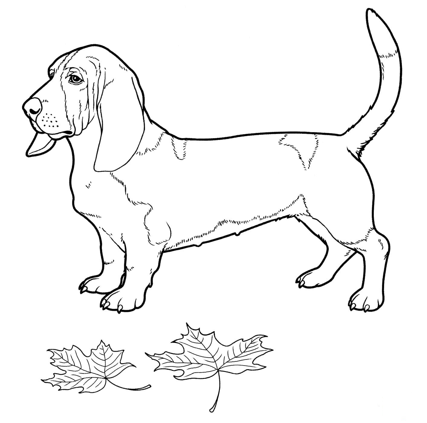 Раскраска собаки Бассет хаунд
