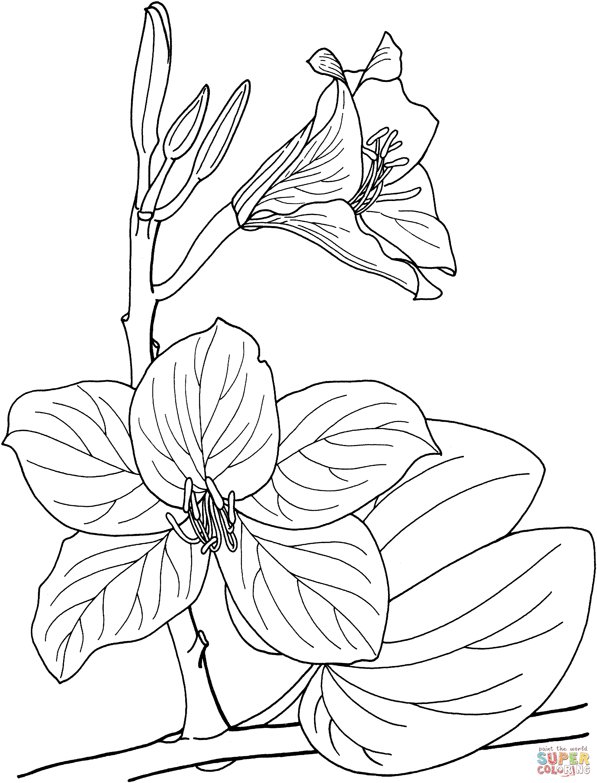 Arbre d'orchidée tropicale Bauhinia d'Orchidée