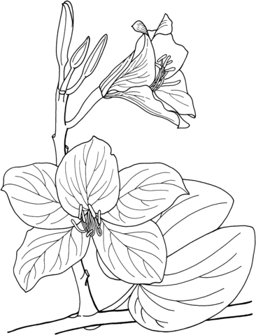 Bauhinia Tropical Orchid Tree Coloring Pages