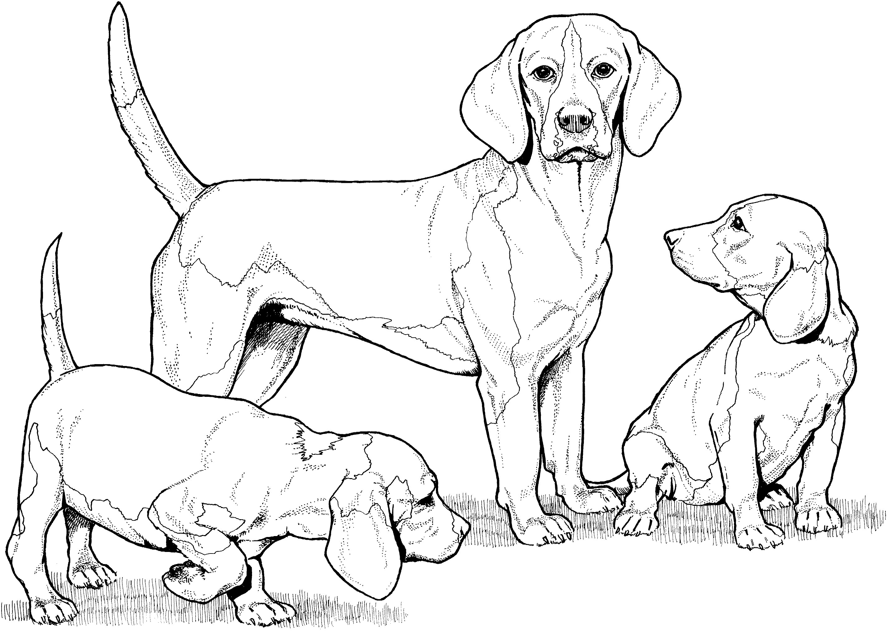 Beagle with Puppies Coloring Pages