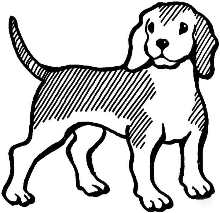 Beagle Coloring Pages