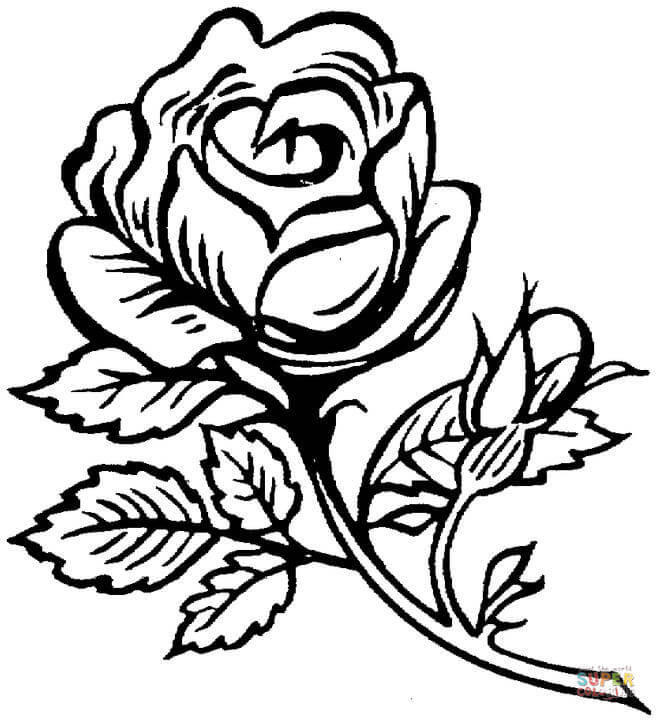 Hermosa rosa grande de Roses