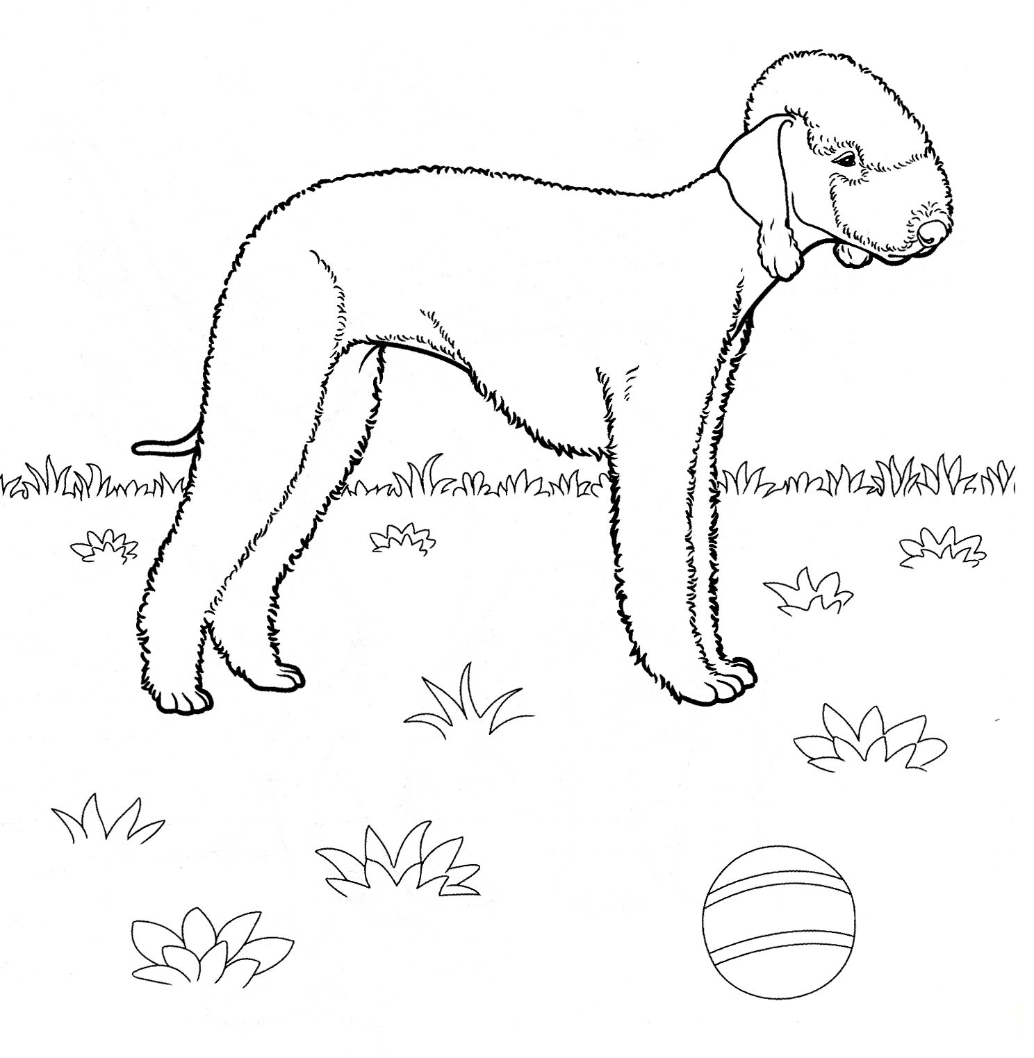 Bedlington Terrier Coloring Pages