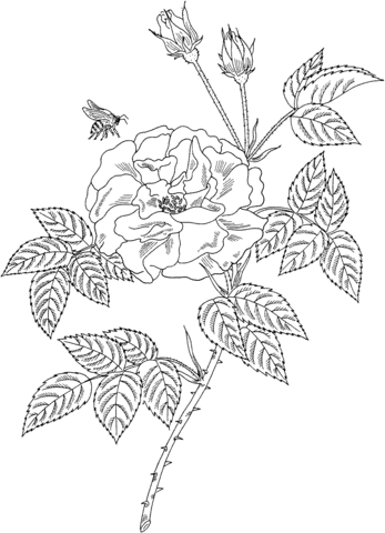 Bee on Rosa Mundi Rose Coloring Page