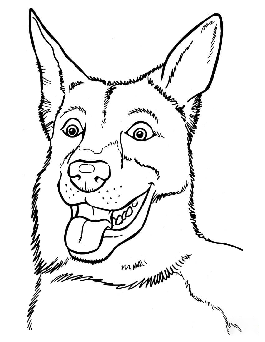 Belgian Malinois Coloring Pages