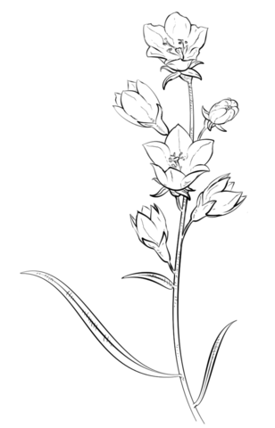 Bell Flower Coloring Page