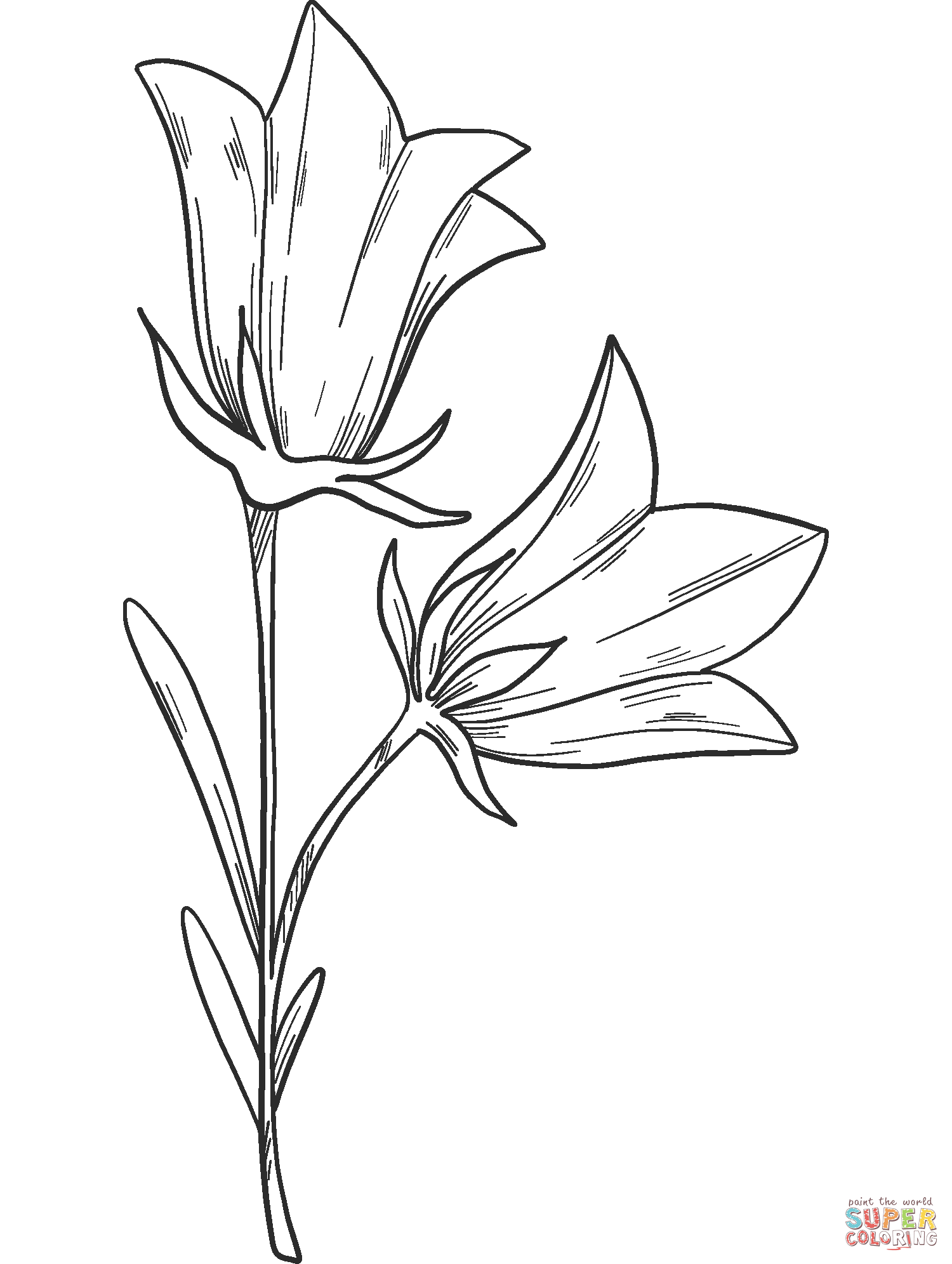 Flor de sino de Bellflower