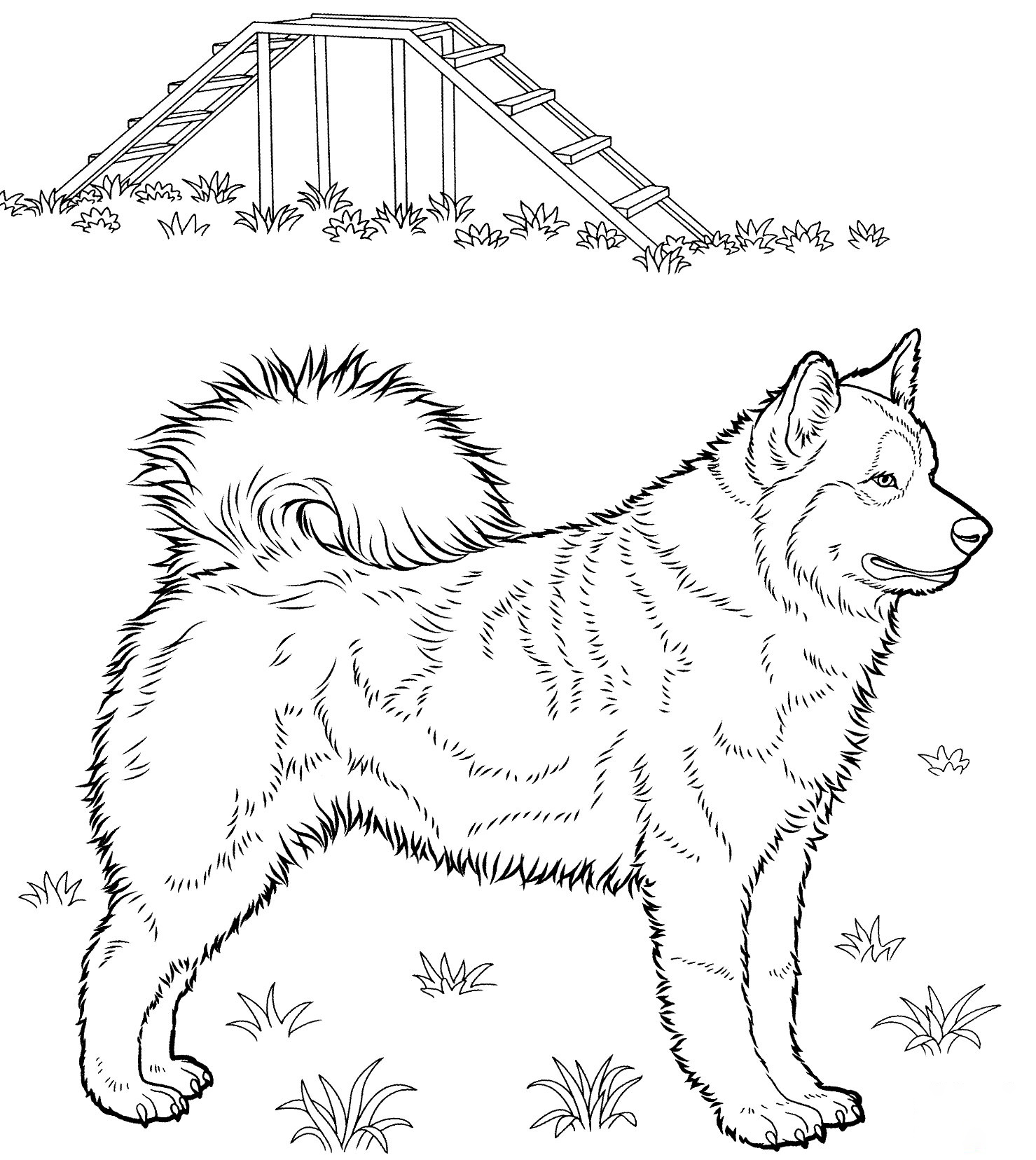 Big Husky Coloring Pages