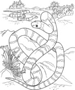 Big Long Snake In A Desert Coloring Pages