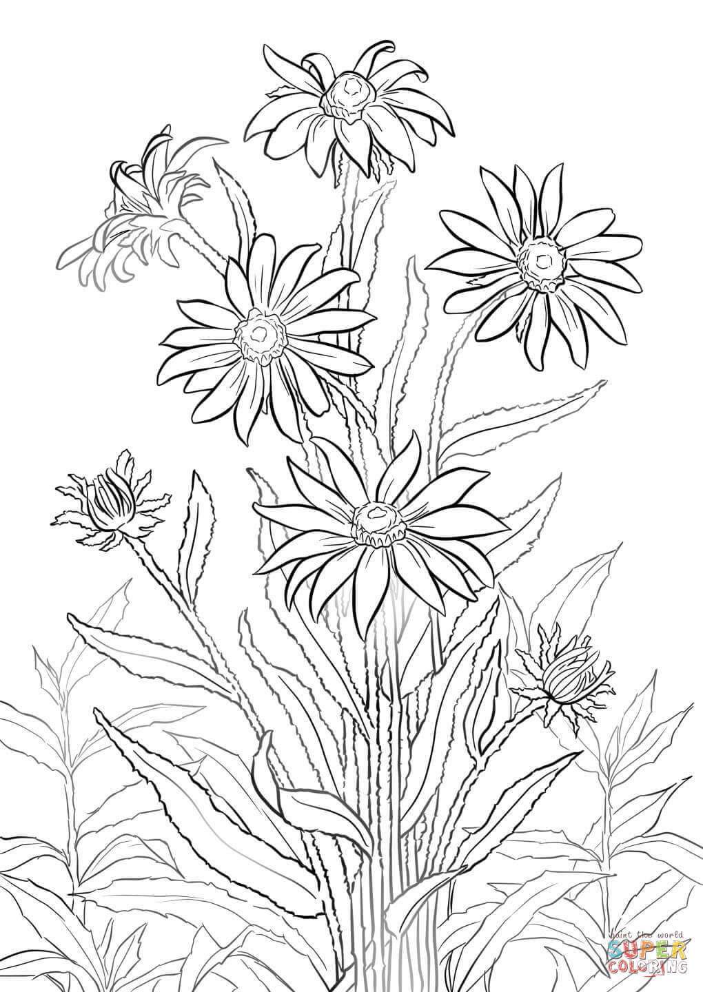 Black-eyed Susan Coloring Pages