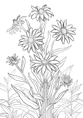 Black-eyed Susan Coloring Pages