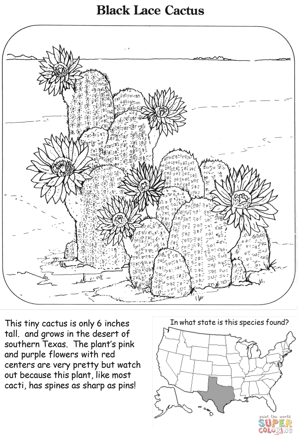 Cactus en dentelle noire de Cactus