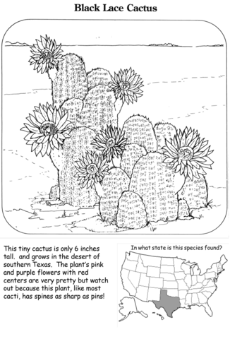 Pagina da colorare di cactus in pizzo nero