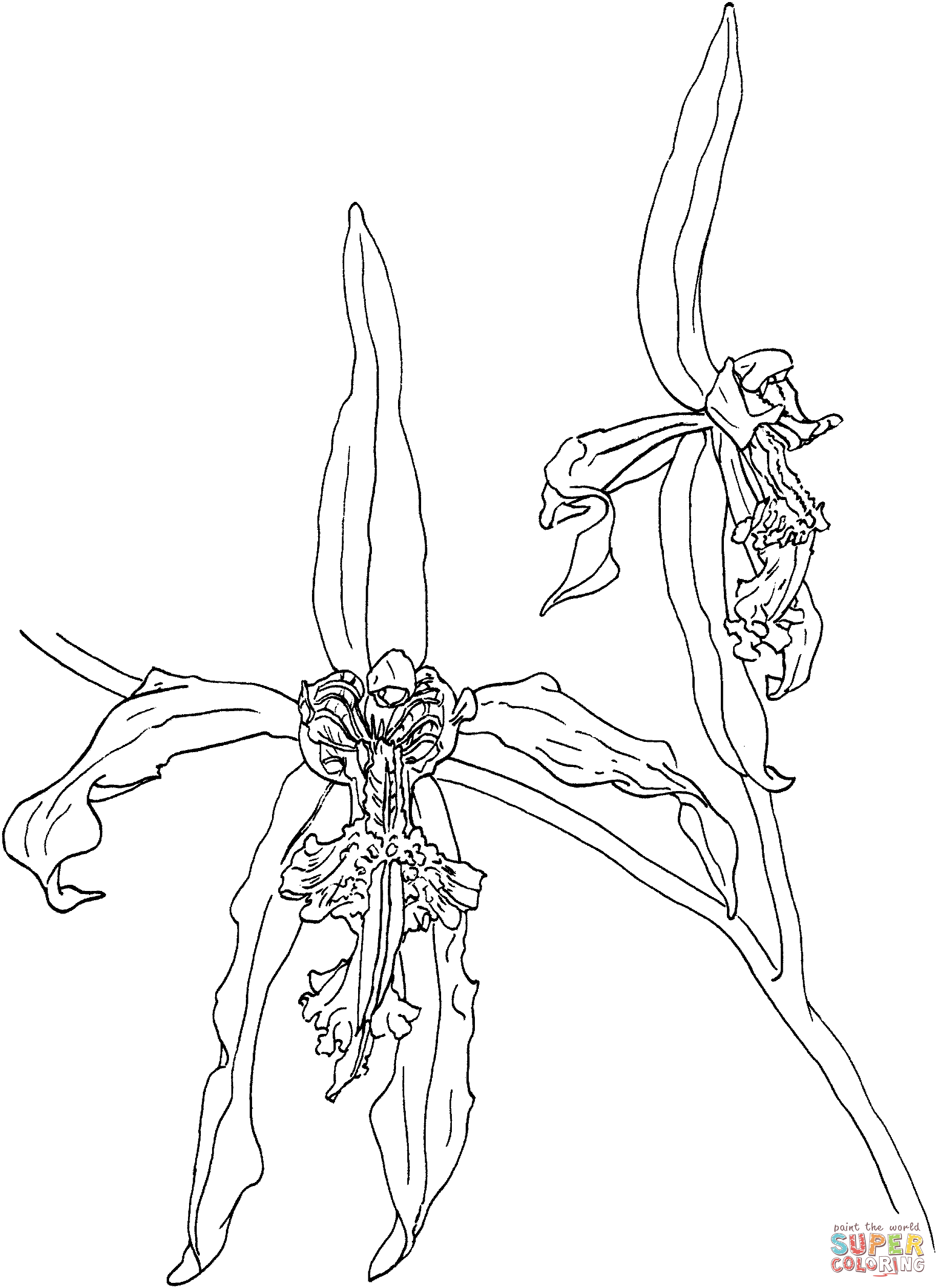 Black Orchid Coloring Page
