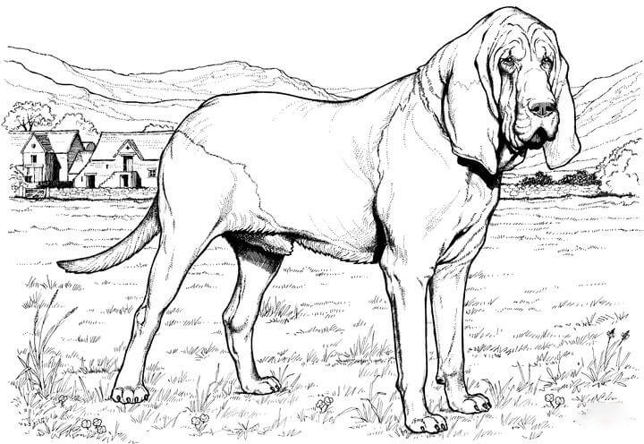 Bloodhound Coloring Pages