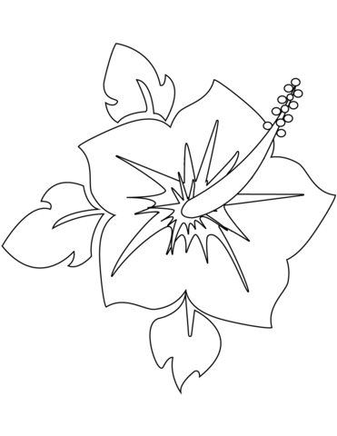 Blooming Hibiscus Flower Coloring Page