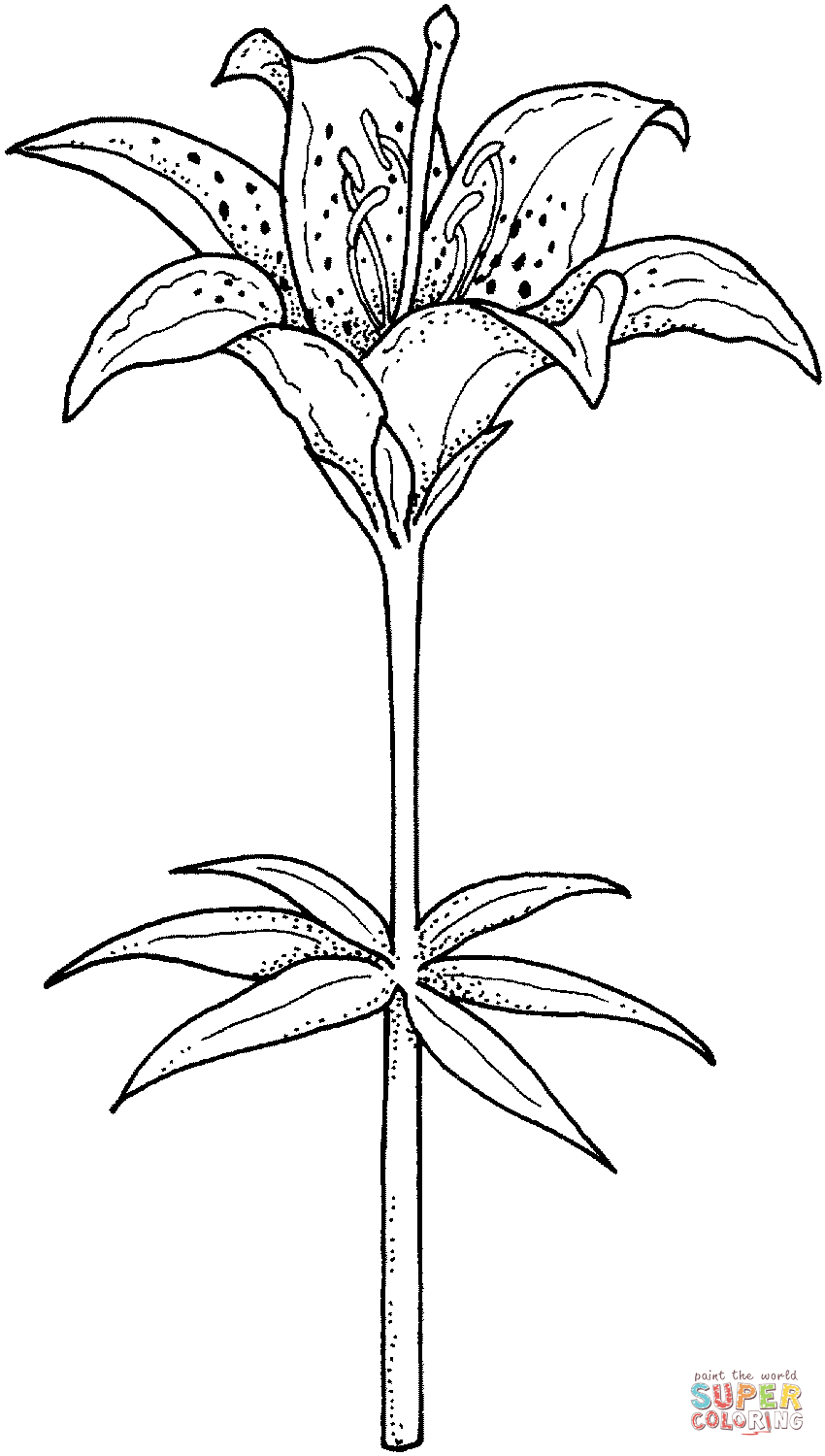 Blooming Lily Coloring Pages