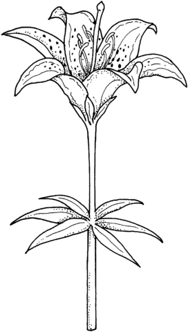 Blooming lily Coloring Pages
