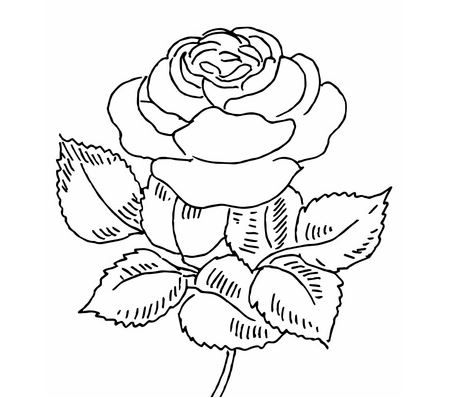 Blooming Rose Coloring Pages